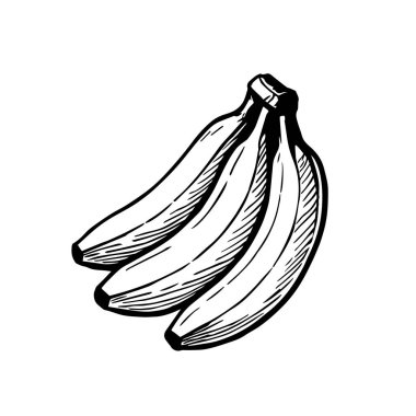 Bir demet muzun çizimi. Vektör çizimi. El çizimi