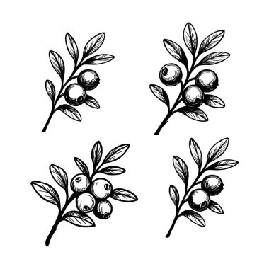 Kızılcık çizimi. Böğürtlen dalı çizimi. etiket, poster, baskı için.