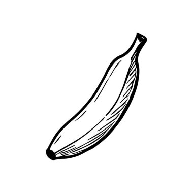 Muz eskizi. Vektör çizimi. El çizimi. İşleme biçimi.