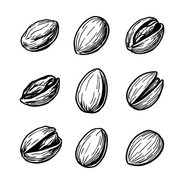 Antep fıstığının el çizimi. vektör Nuts çizimi