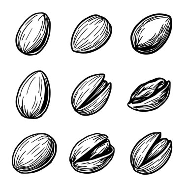Antep fıstığının el çizimi. vektör Nuts çizimi