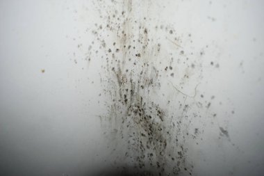 Bu resim dağınık siyah küf lekeleri ve nemli lekelerle lekelenmiş beyaz bir yüzey gösteriyor. Bu da soyut ve kirli bir doku oluşturuyor..