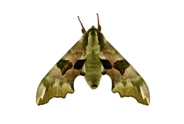 Mimas Tiliae Lime Hawk Moth Sommerfugl Familien Sphingidae Arten Finnes – stockfoto