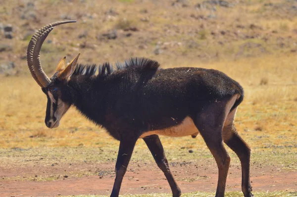 Портрет Милого Sable Antelope Заповіднику Африці — стокове фото