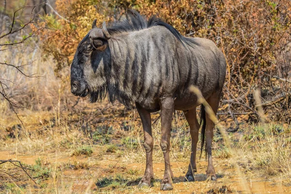 サファリ中に南アフリカの自然保護区で孤立したブルーの野生動物やグヌやコノチーツのタウリヌスの肖像画 — ストック写真