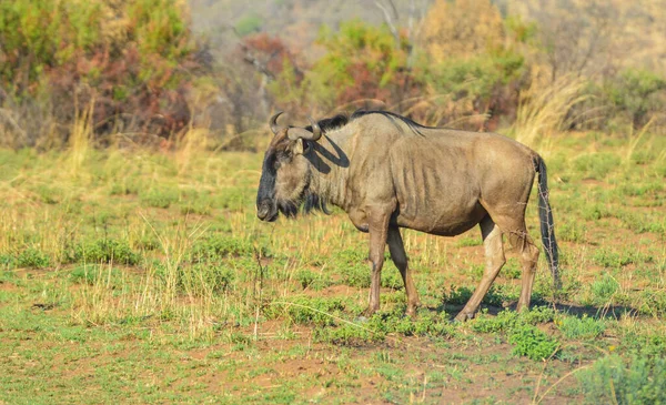 Wildebeest Blu Pascolo Una Riserva Naturale Sudafricana — Foto Stock