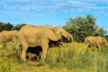 Safari sırasında doğal bir gruptaki Afrika fili