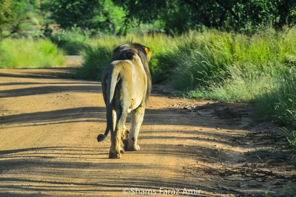 Egy Barna Oroszlánkirály Sétál Kamerától Pilanesberg Nemzeti Parkban Dél Afrikában — Stock Fotó