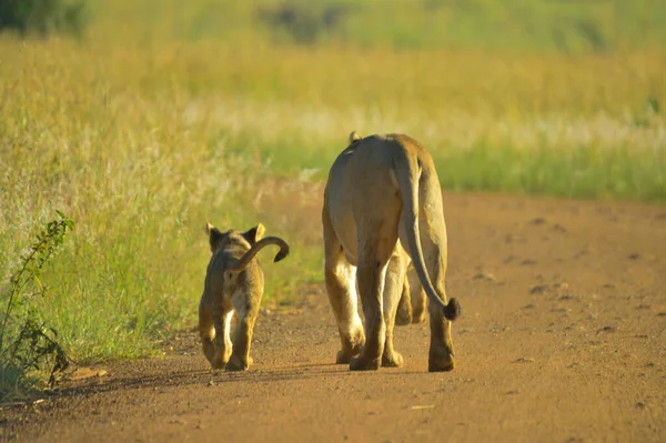 Madre Leona Lindos Cachorros Caminando Hacia Orgullo Parque Nacional Kruger — Foto de Stock