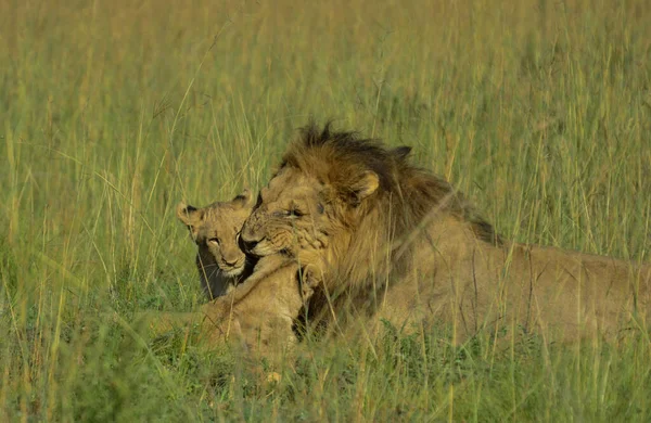 Africký Hnědý Lev Mláďata Mazlení Prokazující Náklonnost Jin Hra Rezervy — Stock fotografie