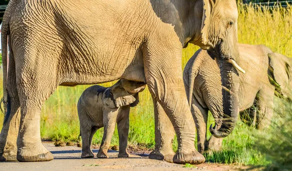 Африканская Семья Слонов Ребенком Кормящим Мать Заповеднике — стоковое фото