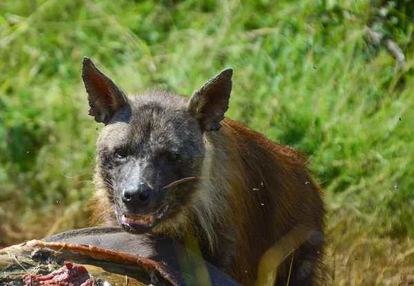 Brown Hyena Hyaena Brunnea Alimentándose Cadáver Rinoceronte Parque Nacional Pilanesberg — Foto de Stock