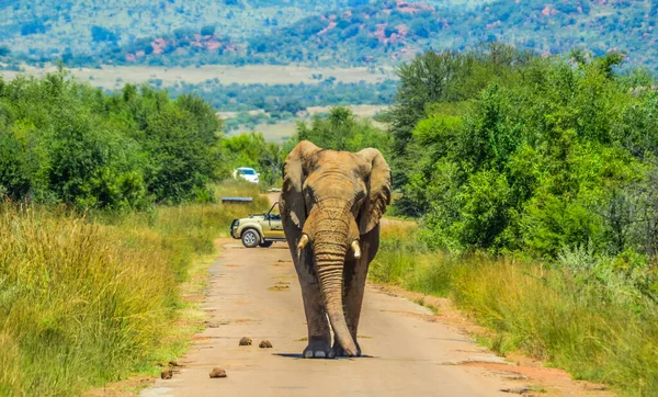 Enorme Mostaza Elefante Africano Loxodonta Africana Bloqueo Carreteras Una Reserva — Foto de Stock