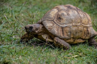 Afrika 'da sert kabuklu leopar kaplumbağası