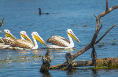 Great white pelican or rosy pelicans in Keoladeo national park Rajasthan clipart