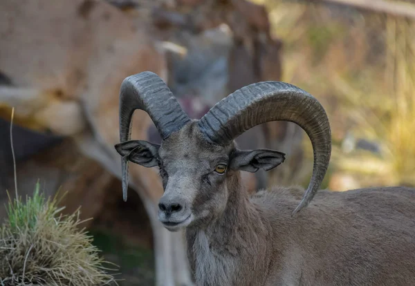 北米原産の大きな角を持つ明るい羊や山の羊ラム ストック画像