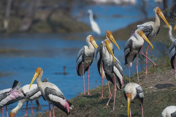 ラジャスタン州のバラトゥプル鳥類保護区としても知られるケオラデオ国立公園のインド絵画の作品やミセリア ルコセファラ ロイヤリティフリーのストック画像