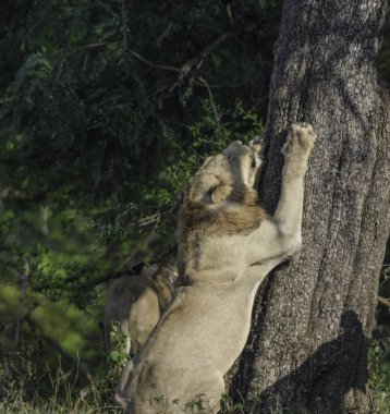 Güney Afrika 'daki Kruger Ulusal Parkı' nda Afrika safarisi sırasında aslan.
