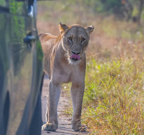 Lion Κατά Διάρκεια Της Αφρικής Σαφάρι Kruger Εθνικό Πάρκο Νότια — Φωτογραφία Αρχείου