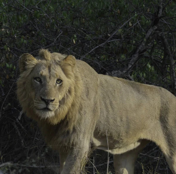 Lion Lors Safari Africain Dans Parc National Kruger Afrique Sud — Photo