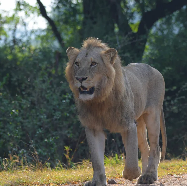 Lion Κατά Διάρκεια Της Αφρικής Σαφάρι Kruger Εθνικό Πάρκο Νότια — Φωτογραφία Αρχείου