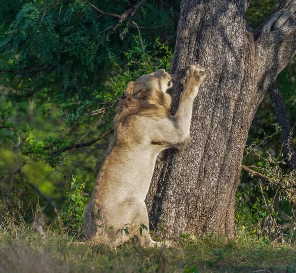 Leão Durante Safári Africano Parque Nacional Kruger África Sul — Fotografia de Stock