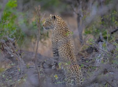 Güney Afrika 'daki Kruger Ulusal Parkı' nda safari sırasında büyük bir beşlik leopar.
