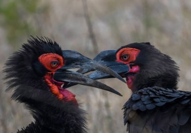 kruger national park Güney Afrika Güney kara Kartallar