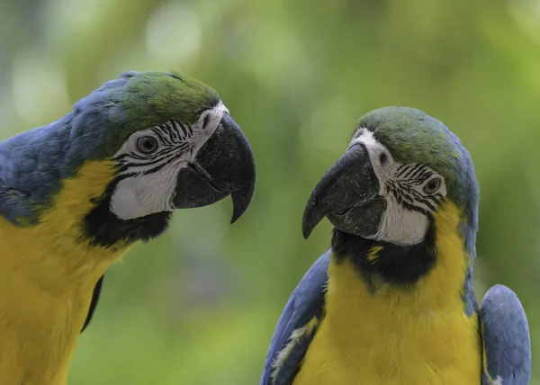 Kék Sárga Arapagáj Ara Arararauna Egzotikus Madár Állatkertben — Stock Fotó