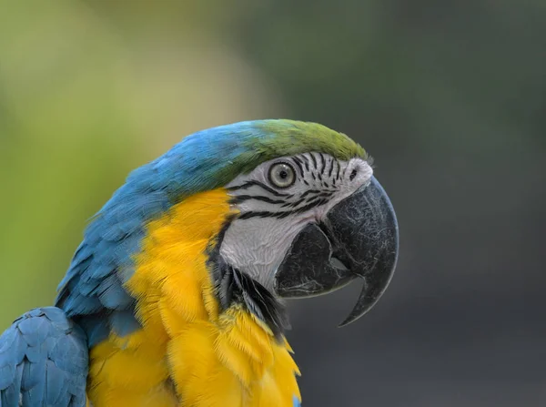 Blue Yellow Macaw Ara Ararauna Exotic Bird Zoo — Stock Photo, Image