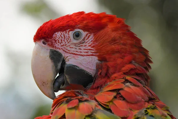 Scarlet Macaw Papegoja Närbild Porträtt Ett Zoo — Stockfoto