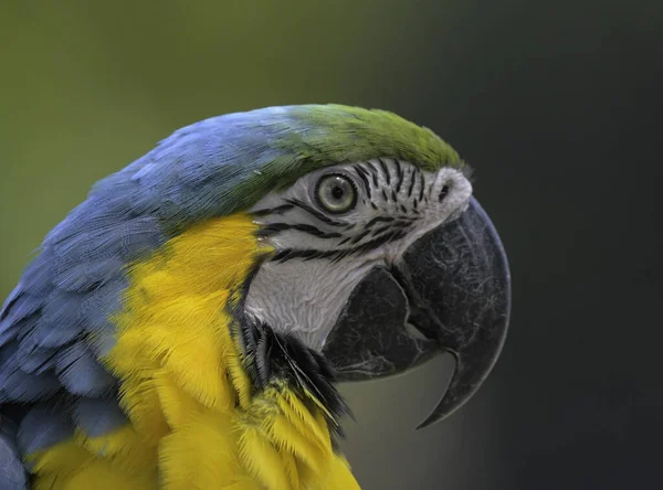 青と黄色のマコー アララルーナ 動物園でエキゾチックな鳥 — ストック写真