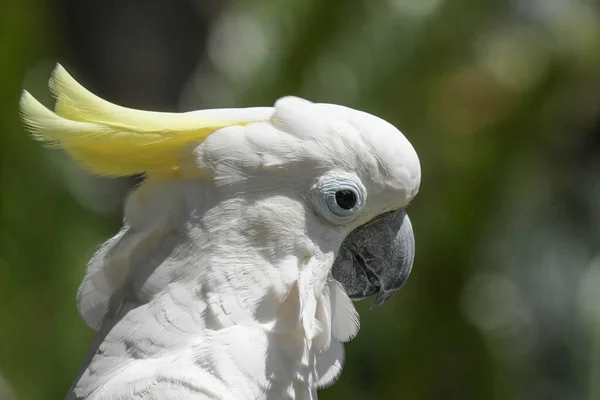 Cacatua Branca Isolada Tomada Jardim Pássaros Fourways — Fotografia de Stock