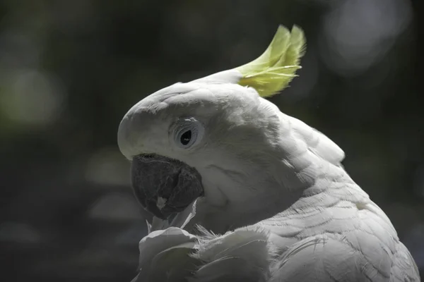 Odizolowany Biały Kakadu Podjęte Ogrodzie Ptaka Czworokąty — Zdjęcie stockowe