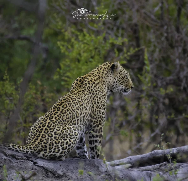 Leopard a big five during safari in Kruger national park south africa