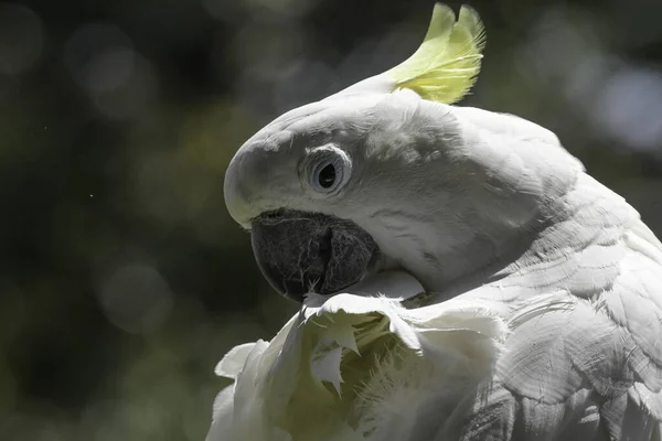 Isolierter Weißer Kakadu Viermal Vogelgarten Aufgenommen Stockfoto