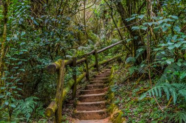 Sabie, Mpumalanga 'da güzel ve yeşil tropikal yağmur ormanları