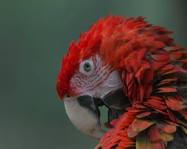 Scharlachroter Ara Papagei Nahaufnahme Porträt Einem Zoo — Stockfoto