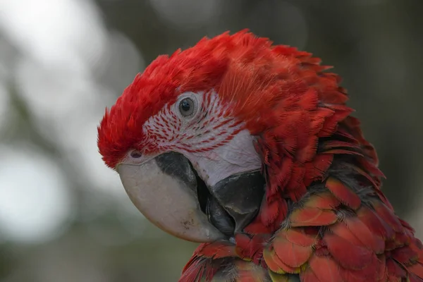 Szkarłatna Papuga Papuga Zbliżenie Portret Zoo — Zdjęcie stockowe