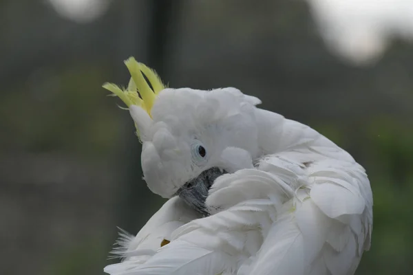 Μεμονωμένα Λευκά Cockatoo Λαμβάνονται Κήπους Πουλιών Τέσσερις Δρόμους — Φωτογραφία Αρχείου