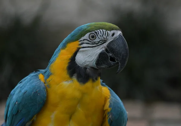 蓝黄相间的金刚鹦鹉 Ara Ararauna 是动物园里一种奇异的鸟类 — 图库照片
