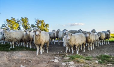 Güney Afrika 'da Midlands' ta bir çiftlik otlağındaki şirin Merino koyunu.