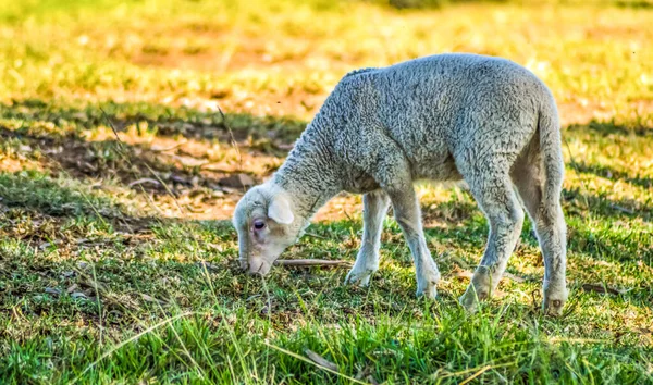 Cute Merino Sheep Farm Pasture Land Midlands South Africa — Stock Photo, Image