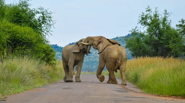 Dos Elefantes Africanos Luchan Carretera Parque Nacional Pilanesberg Durante Safari — Foto de Stock