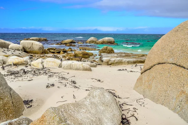 Penguin Colony Boulders Beach Cape Town South Africa — Foto de Stock