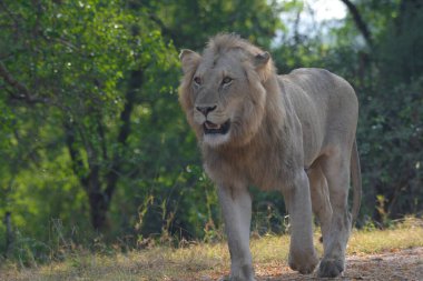 Güney Afrika 'daki Kruger Ulusal Parkı' nda Afrika safarisi sırasında aslan.