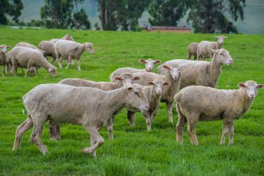 Merino koyun çiftliği Midlands kırsalında