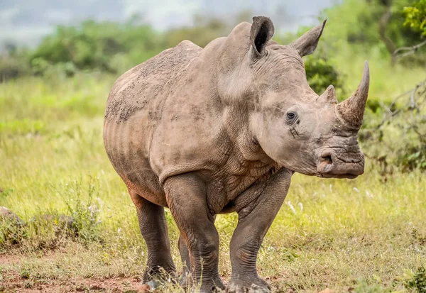 Retrato Rinoceronte Blanco Africano Rhino Ceratotherium Simum También Conocido Como — Foto de Stock