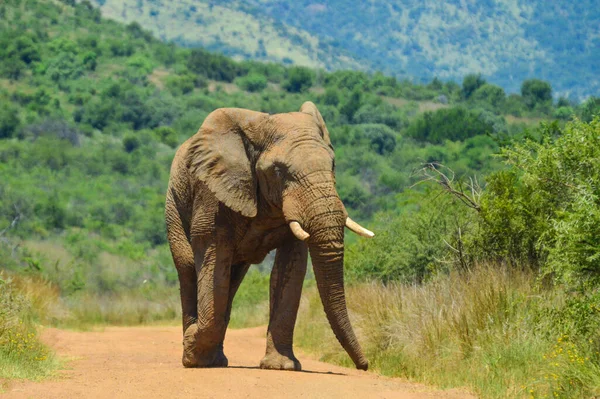 Enorm Och Musth Afrikansk Elefant Loxodonta Africana Vägspärr Ett Sydafrikanskt — Stockfoto