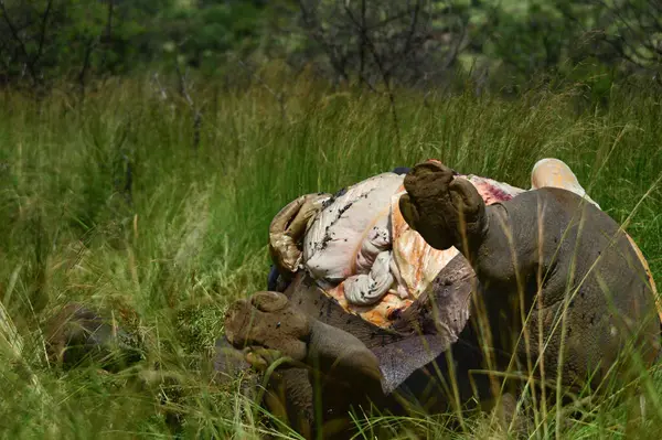 Mrtvý Pošírovaný Nosorožec Národním Parku Pilanesberg Jižní Africe — Stock fotografie